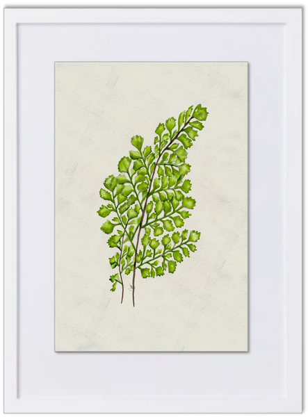 Fern Watercolor 11x14