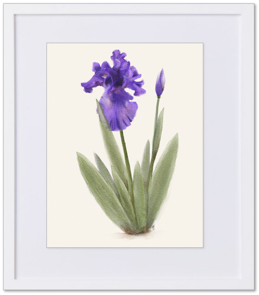 Purple Iris Watercolor 8x10