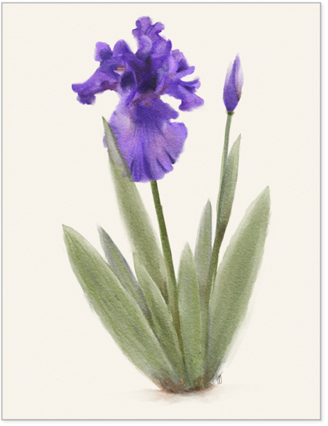 Purple Iris Watercolor 8x10
