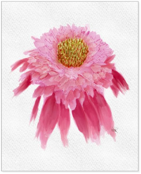 Raspberry Double Scoop Coneflower