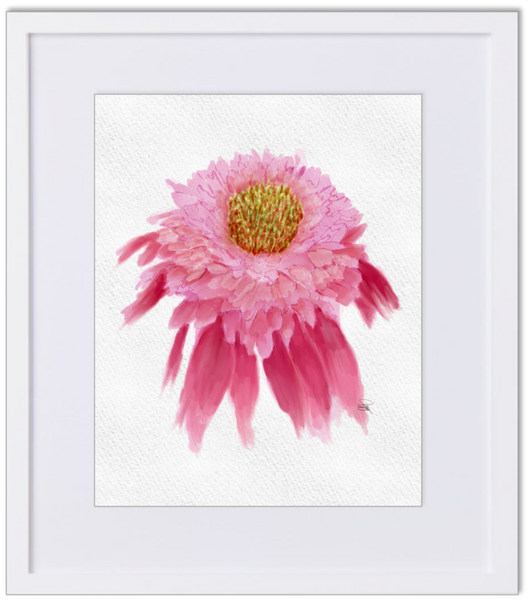 Raspberry Double Scoop Coneflower