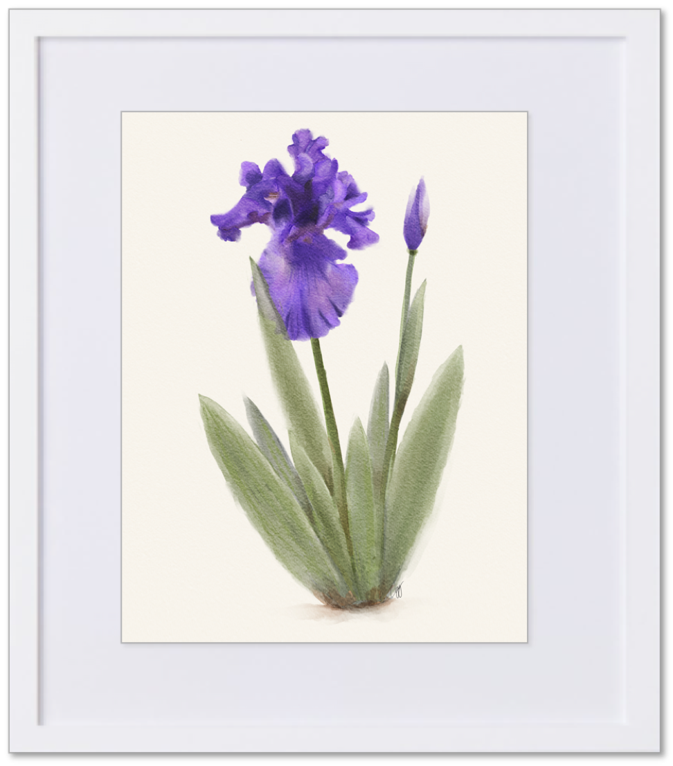 Purple Iris Watercolor 8x10